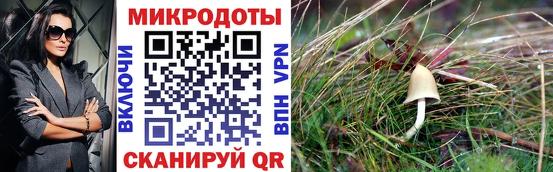 Купить  Изобильный  Псилоцибиновые грибы прущие грибы 